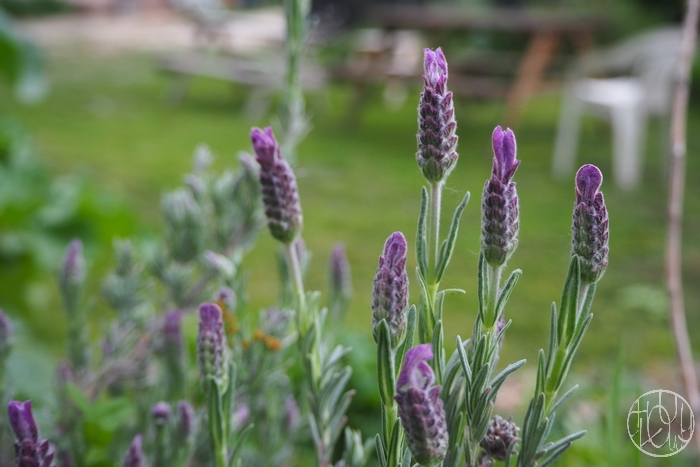 La gazette du jardin #2