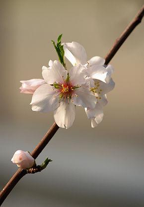 Arbre fruitier : Amandier