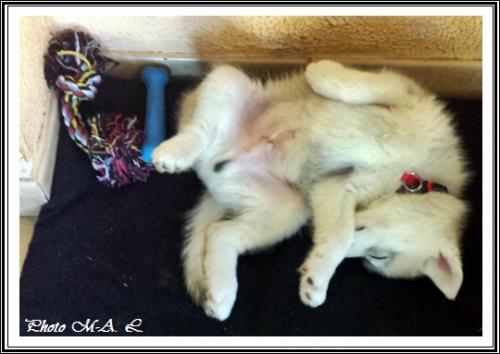Les jouets de vos Huskys (26 avril 2014)