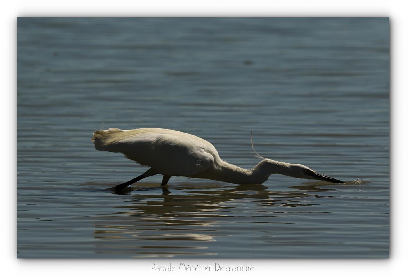 Aigrette garzette à l'affût...