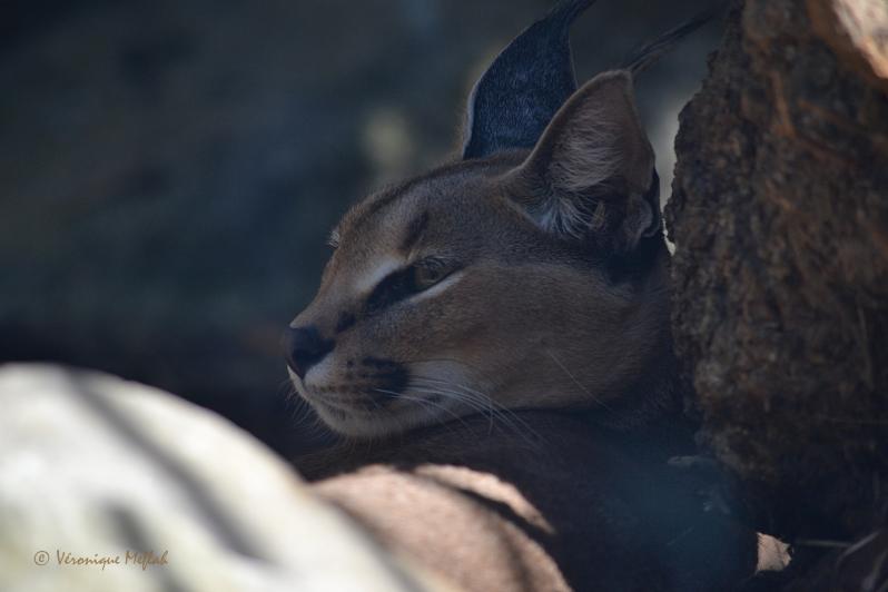Ménagerie du Jardin des plantes : Le Caracal