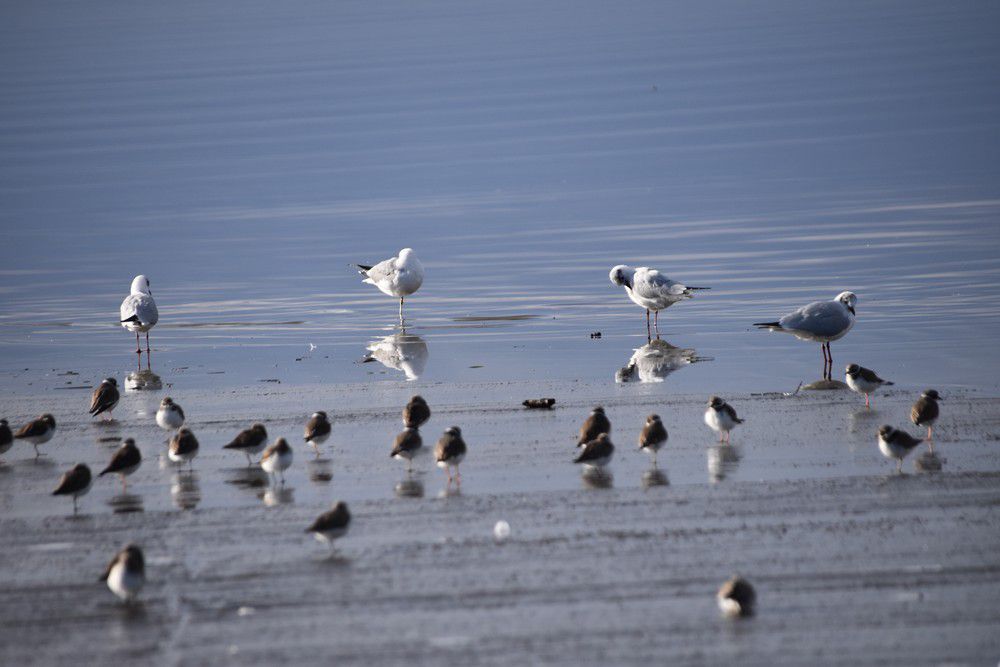 Grands gravelots et mouettes rieuses - mars 2024...