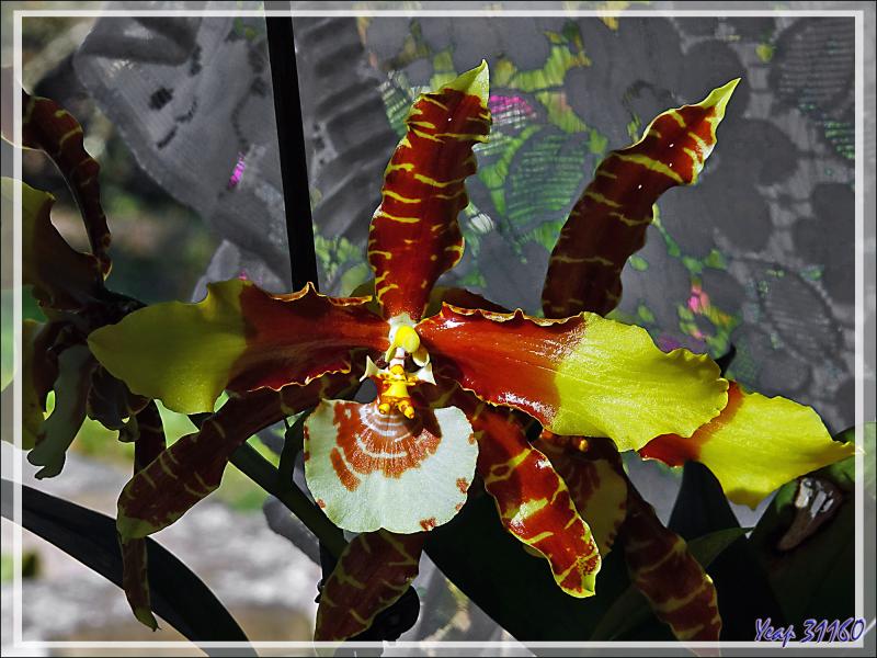 Orchidée Rossioglossum grande et son éperon - Lartigau - Milhas - 31