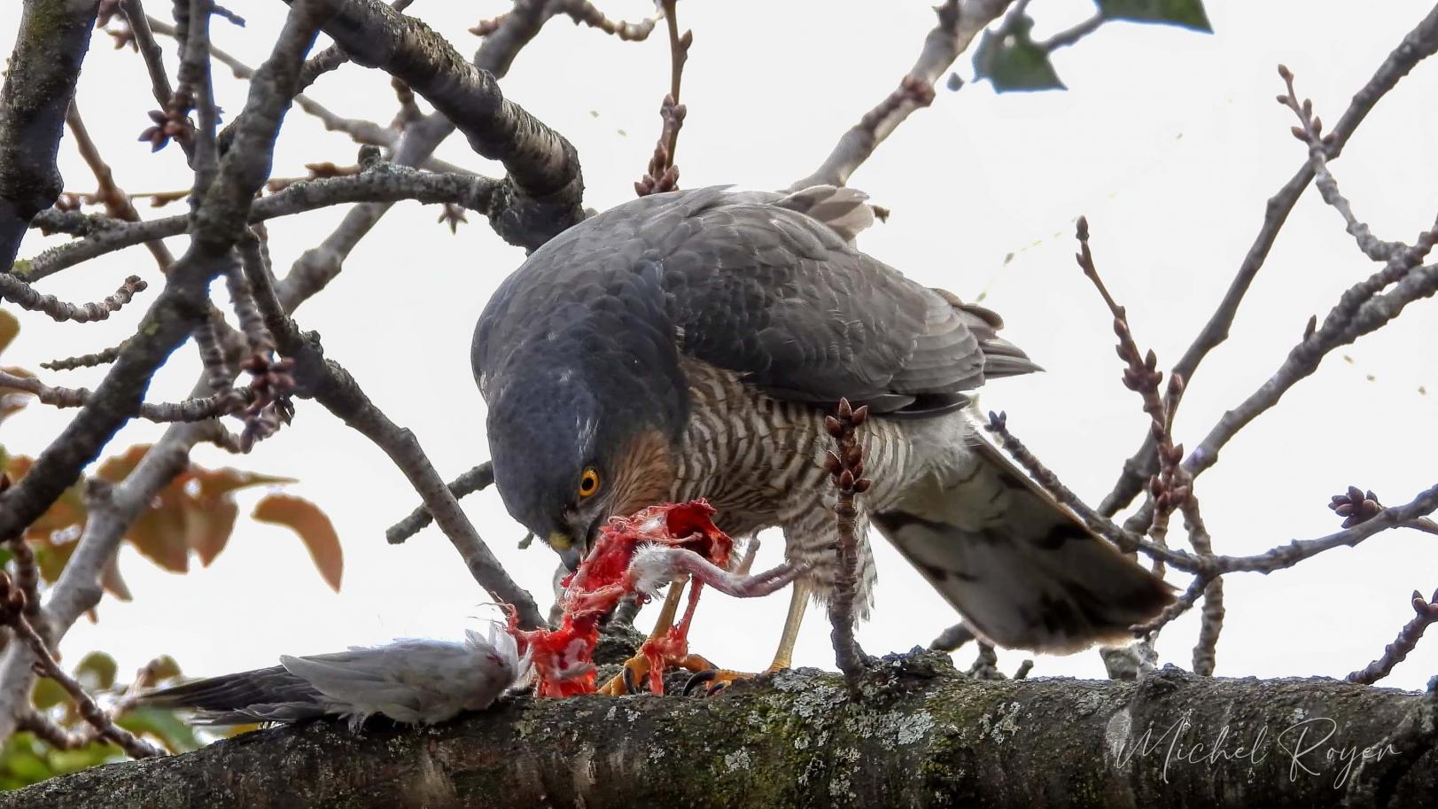 Épervier d'Europe ( Accipiter nisus)