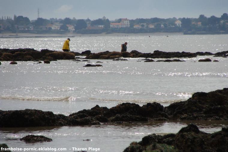 Pêche à la crevette à Tharon Plage