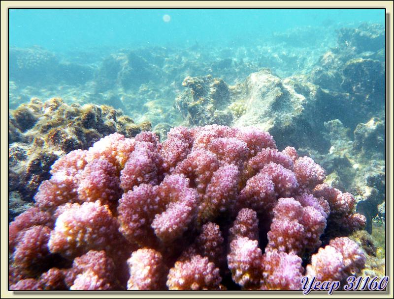 Patate de corail rose - Atoll de Fakarava - Tuamotu - Polynésie française