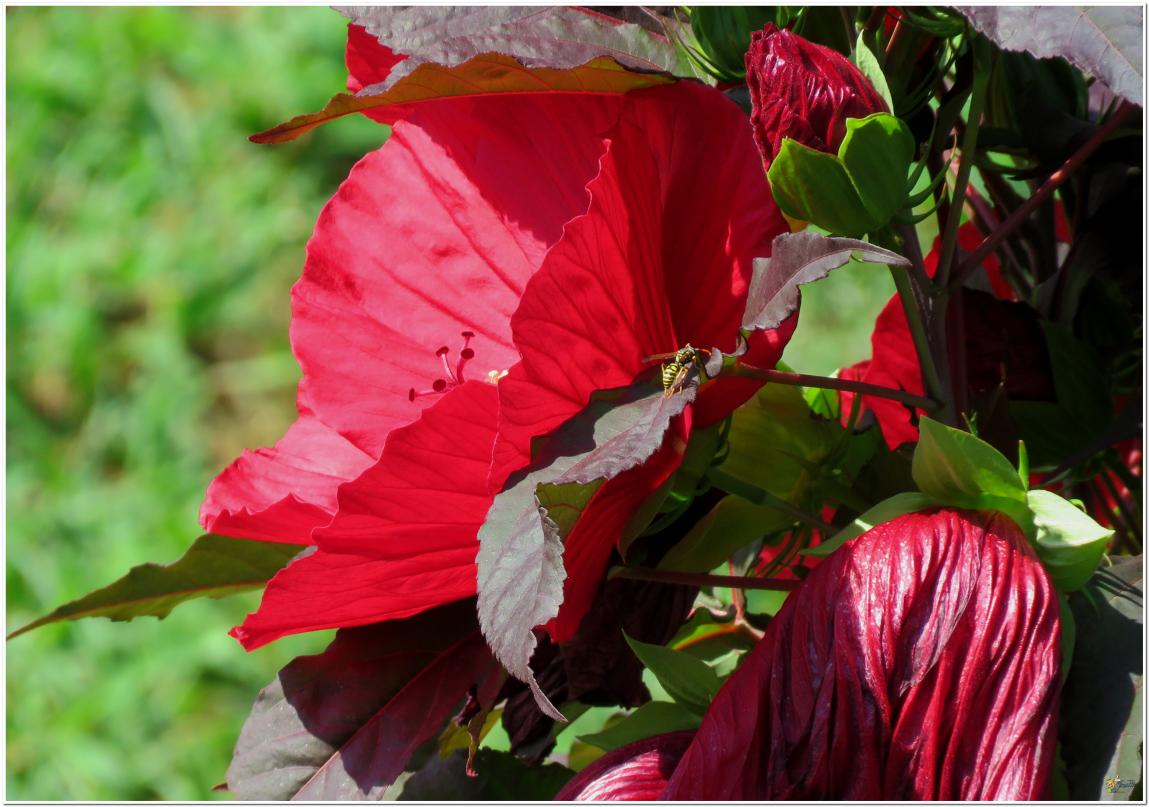 ENCORE ...Hibiscus géant rouge