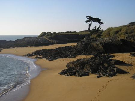 plage_et_son_pin_parasol