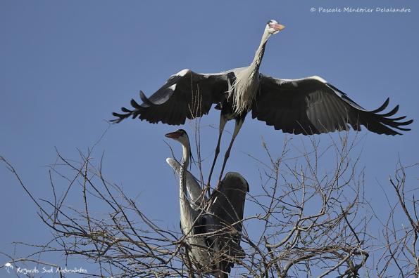 Accouplement de Hérons cendrés