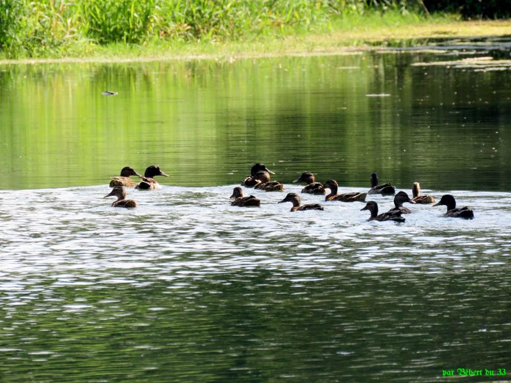Balade à vélo depuis Fessenheim -3