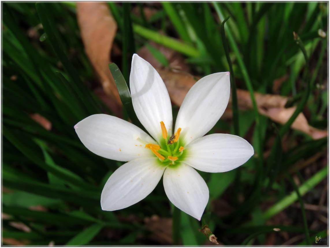 FLEURS VENUS D'AILLEURS   No 2