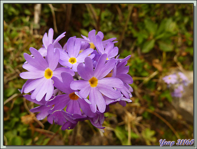 Blog de images-du-pays-des-ours : Images du Pays des Ours (et d'ailleurs ...), Primevère d'Himalaya, Drumstick Primrose (Primula denticulata) - Col de Dochula - Bhutan
