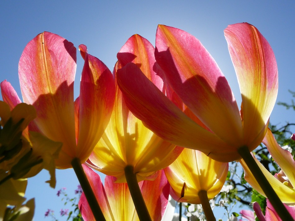 Fleurs devenues immortelles.