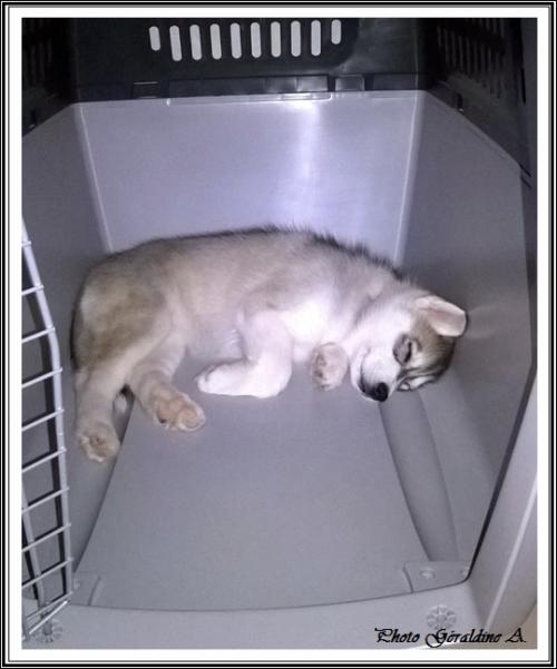 Les p'tits loups font la sieste (6 janvier 2016)