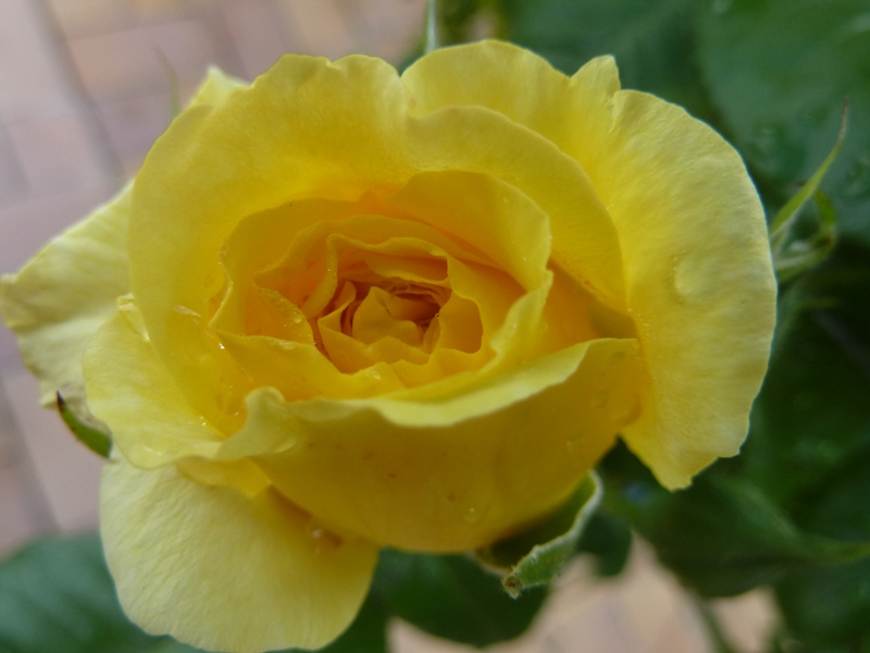 La rose ... son histoire ...