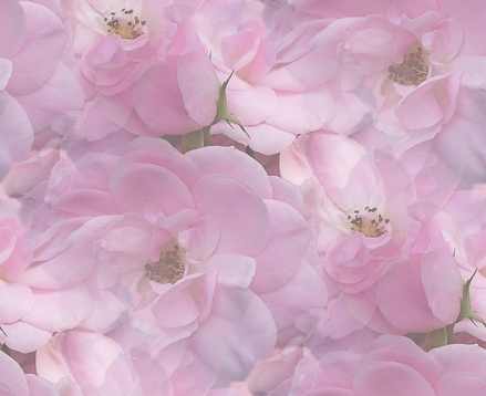Fleurs (grandes textures)