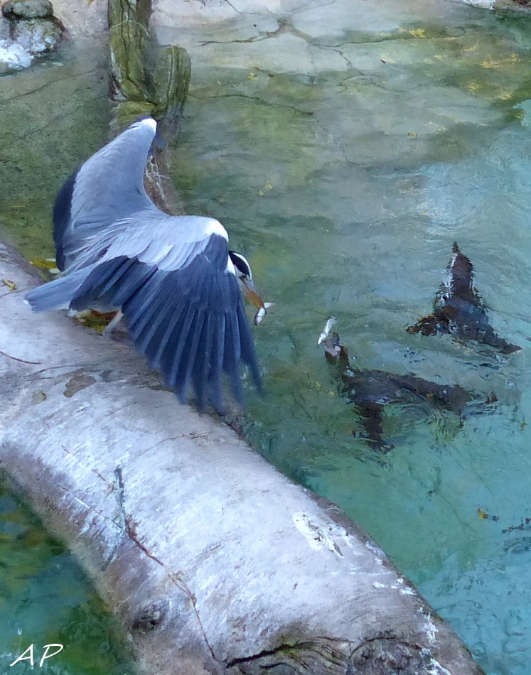 Le zoo avant sa fermeture annuelle