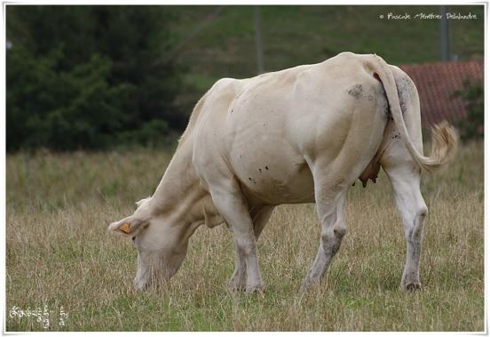 Blondes d'Aquitaine