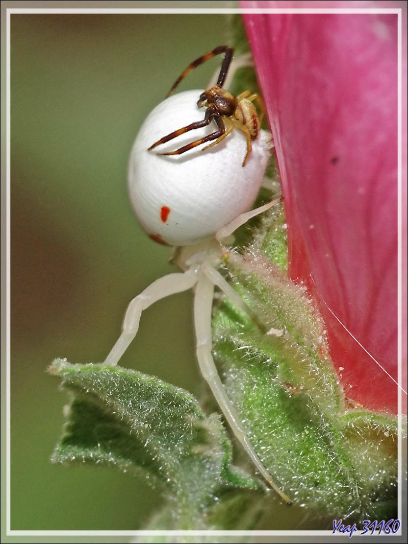 Monsieur et Madame Araignée crabe Thomise variable (Misumena vatia) post copula - Lartigau - Milhas - 31