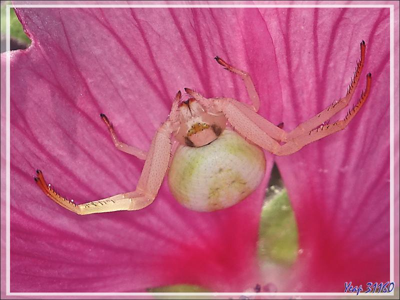 Le changement de couleur de l'Araignée crabe Thomise variable (jaune à l'origine) - Lartigau - Milhas - 31