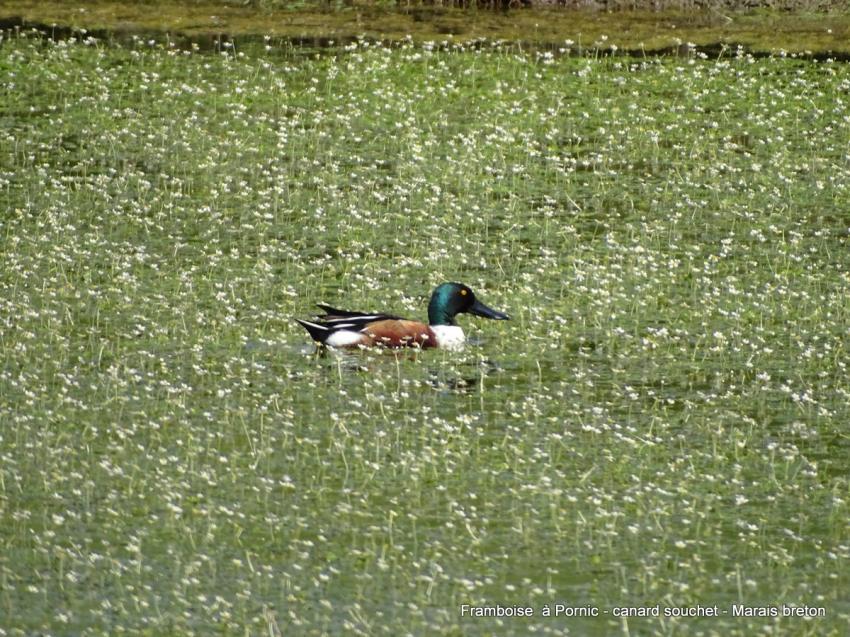 Canard souchet dans le marais 