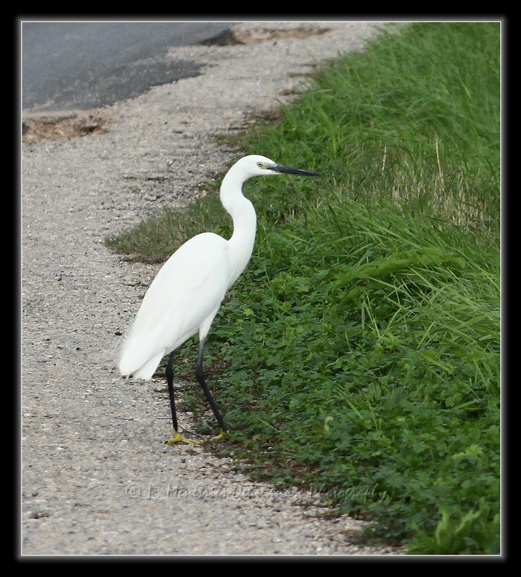 Envol d'une aigrette garzette...