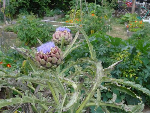 Des fleurs et des couleurs du coté de SaintSébastien (Piriac)