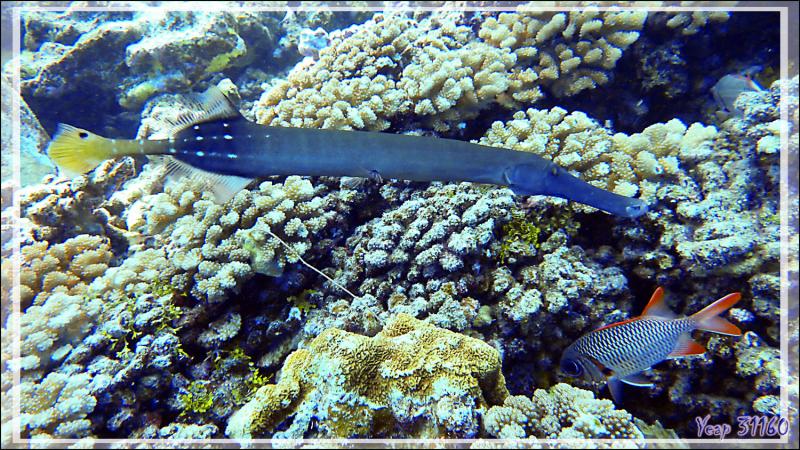 Poisson trompette forme grise, Chinese trumpetfish (Aulostomus chinensis), Poisson-soldat à grands yeux ? (Myripristis murdjan) - Passe Tumakohua (passe sud) - Atoll de Fakarava - Tuamotu - Polynésie