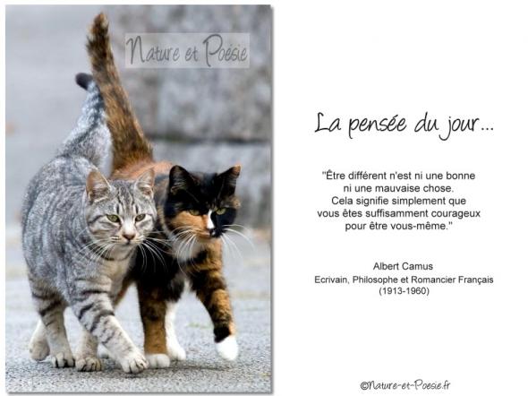 La pensée du jour (116)