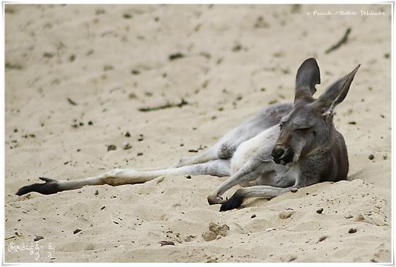 Kangourous