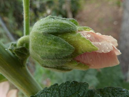 Fleurs cultivées : Rose trémière