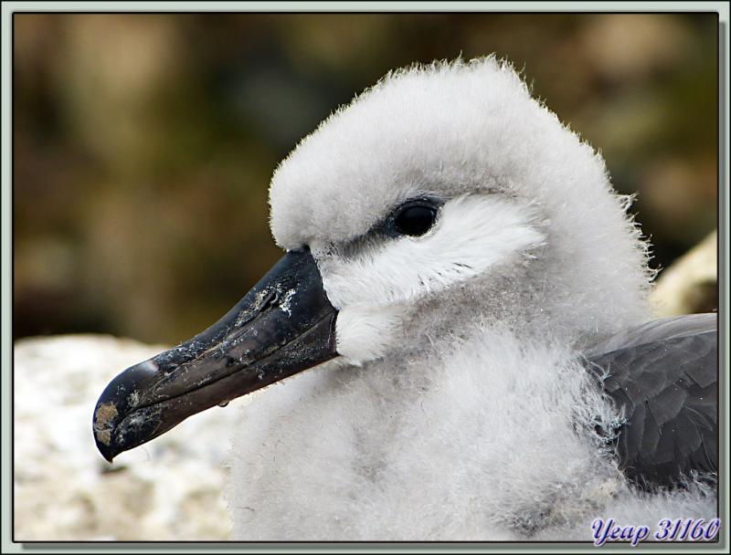 Poussin d'Albatros à sourcils noirs (Thalassarche melanophris) - New Island - Falkland Islands, Iles Malouines, Islas Malvinas