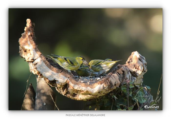 Ils animent les mangeoires du refuge en Janvier.