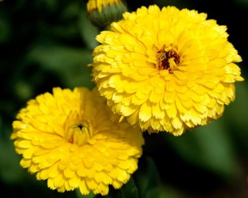 Fleurs cultivées : Souci