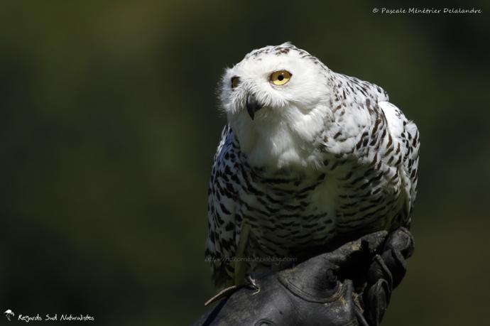 Harfang des neiges - Bubo scandiacus - Snowy Owl