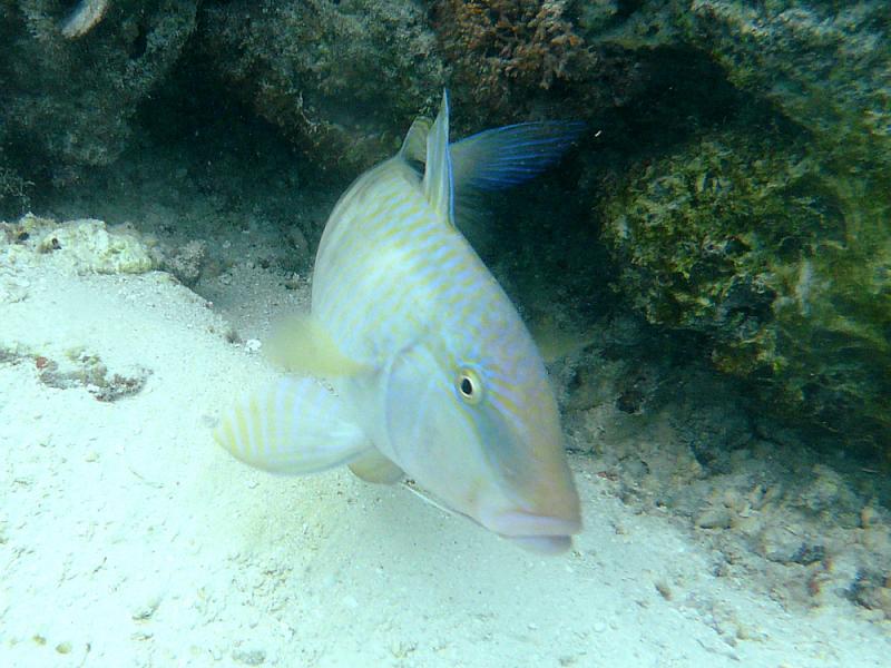 Rouget barbet - Moorea - Polynésie française