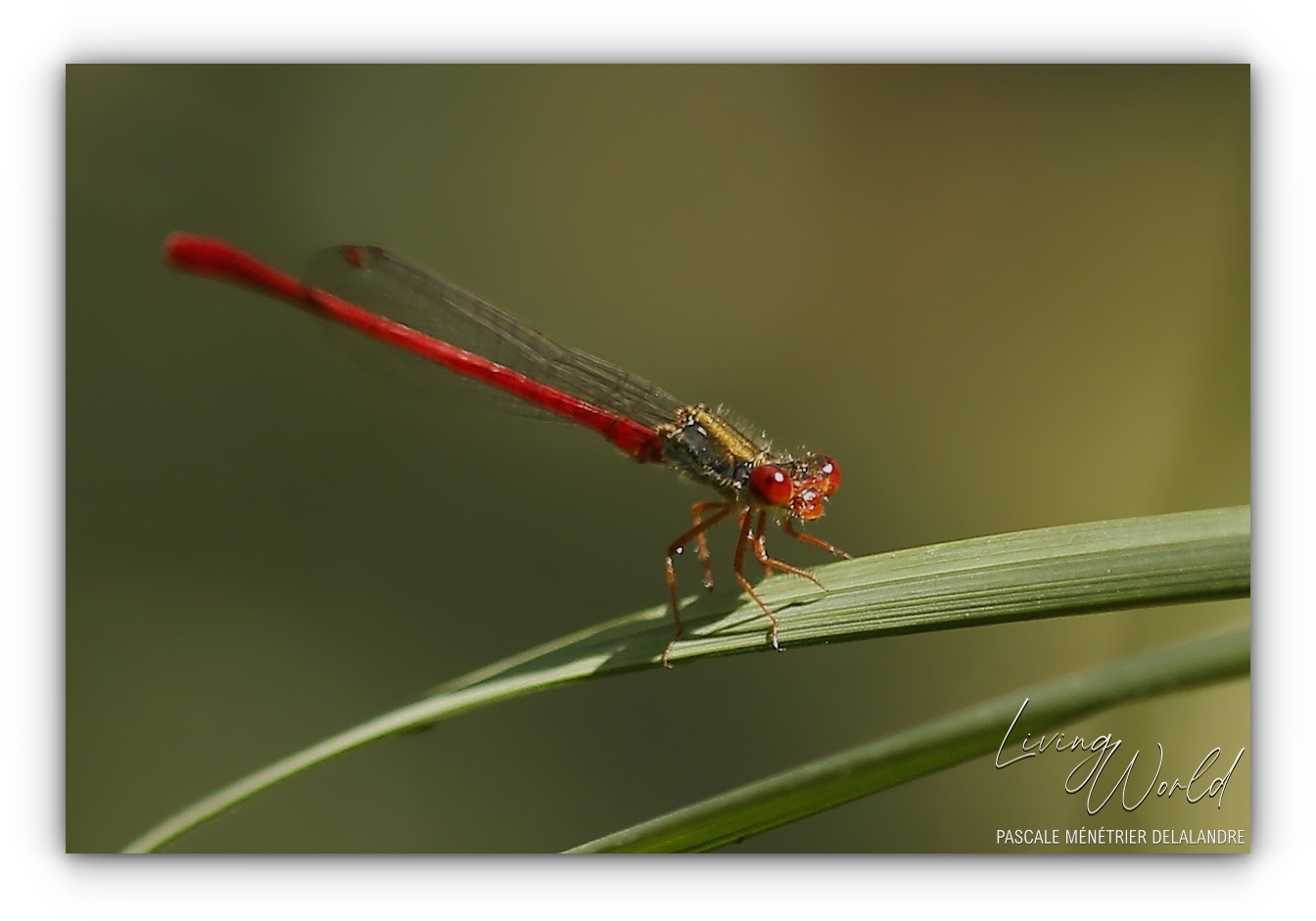 Nymphe au corps de feu - Pyrrhosome nymplula