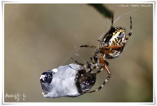 Epeire - Aculepeira armida pumila ♀