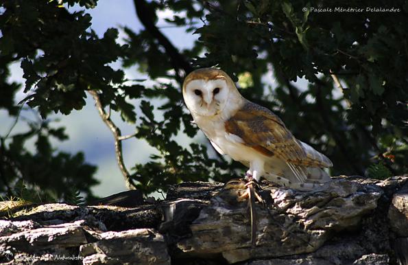 Chouette effraie