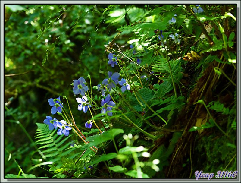 Ramondie ou Ramonde des Pyrénées (Ramonda myconi ou pyrenaica) - Vallon d'Esquierry - Oô - 31