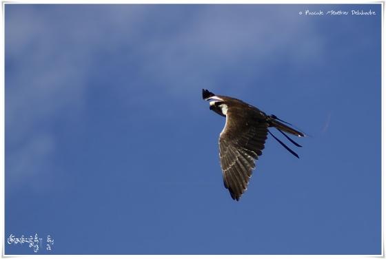 Faucon laggar - Falco jugger - Laggar Falcon