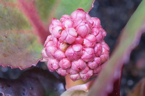 l'éveil de la nature au jardin