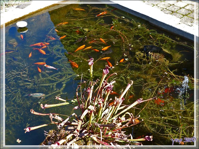 Un lézard curieux rend visite à mes poissons - Lartigau - Milhas - 31