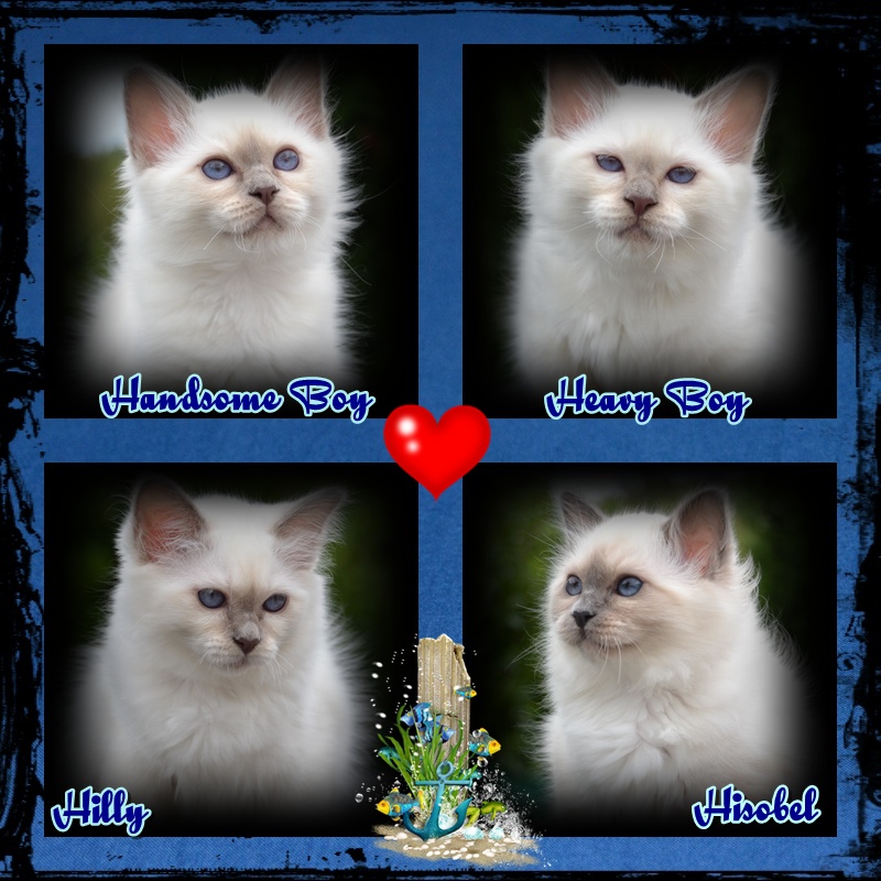 Chat pousse !