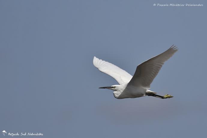 Aigrette garzette