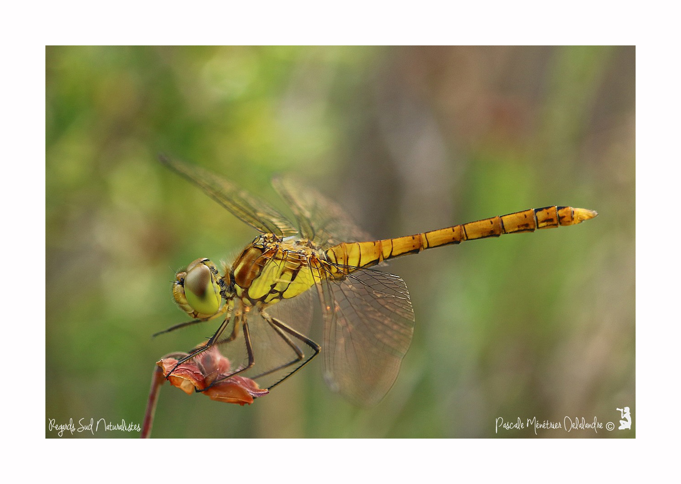 Sympétrum strié ♂ immature - Sympétrum striolatum
