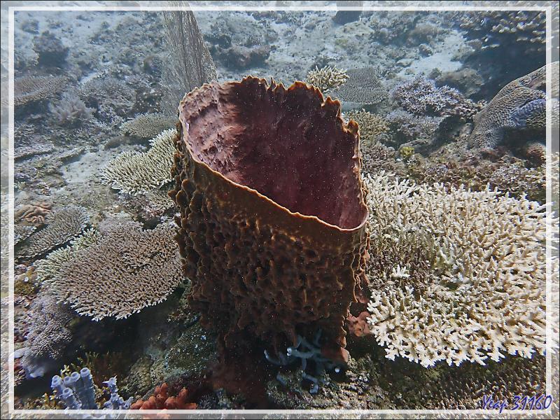 Éponge Baril de rhum, Éponge-barrique, Éponge-tonneau, Barrel-sponge, Basket sponge, Tub sponge (Xestospongia muta) - Bank des Frères - Tsarabanjina - Mitsio - Madagascar