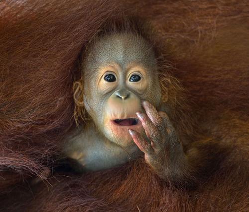 Orang-Outan bébé Chin Boon Leng, sélection Sony World Photography Awards 2014.jpg