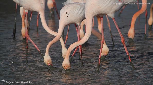 Flamants roses en patouille dans la vase...