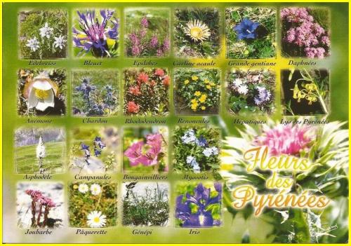 ╰⊱♥⊱╮ღ꧁ Aujourd'hui Département  64  ꧂ღ╭⊱♥≺